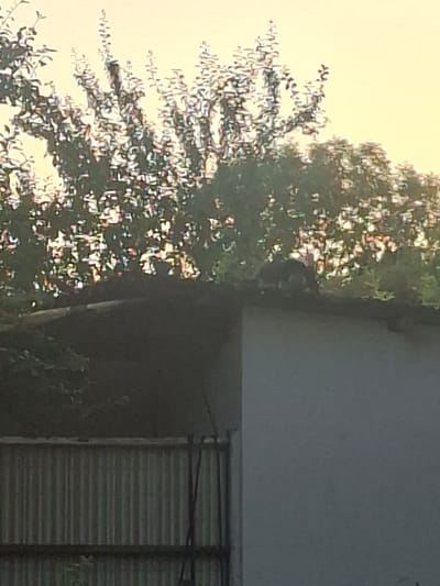 A dark-colored cat is perched on the edge of a dark, sloped roof, partially obscured by lush green trees. The cat is facing to the right of the frame, with its body slightly crouched. Behind the roof, a light-colored wall of a building is visible. To the left of the roof, a corrugated metal fence runs horizontally, suggesting a utilitarian or industrial area. The sky in the background is a pale, washed-out yellow, indicating either early morning or late afternoon light. The overall scene appears to be an outdoor setting, likely a backyard or adjacent to a residential or commercial property. The location is confirmed to be in the city of Hofgeismar, Germany.