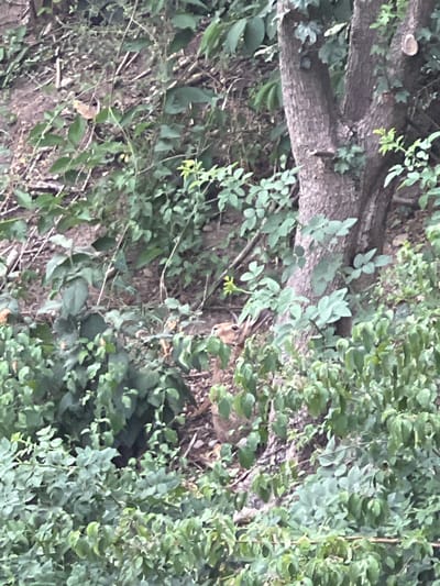 The image shows a patch of dense undergrowth with a rough-barked tree trunk in the right half. The ground is covered with leaves and dirt. A small, brown animal with a light-colored snout is partially visible among the vegetation in the lower left quadrant, appearing to be observing its surroundings. The overall environment suggests a natural, overgrown area, possibly a park or woodland edge within the city of Herbolzheim, Germany.