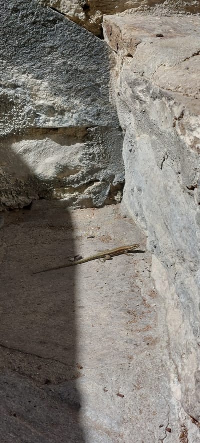 Image shows a lizard on a stone wall in Бачково, Bulgaria. The wall appears to be part of an old stone structure. The lizard, which blends well with the stone, is positioned vertically on the wall. The lighting is uneven, with shadows cast on the right side. The wall is textured and rough, suggesting weathering and age.
