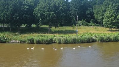 The image depicts a body of water with a line of seven white swans swimming from left to right. The water is a murky brown color. Along the bank of the water, there is dense green vegetation, including tall reeds and grasses. Behind the vegetation, a grassy slope rises up to a line of mature deciduous trees. In the background, there is a further dense forest. A utility pole with some equipment and a sign with the number "75" is visible on the right side of the image, situated on the grassy slope. The sky is bright and appears to be clear, suggesting a daytime scene in Kudensee, Germany. There are no people or man-made structures visible other than the utility pole and a distant bench under a tree.