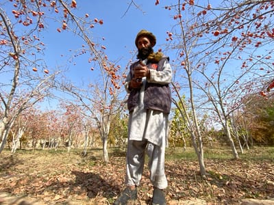 In Bazar-e Panjva'i, Afghanistan, an adult male stands in the center of an orchard. He wears a dark brown head covering, a light-colored traditional tunic and trousers, and a dark quilted vest over the tunic. A full dark beard and mustache are visible on his face. He holds a small, dark, indistinct object with both hands at chest level and gazes slightly left and upward. The surrounding environment consists of numerous deciduous trees with light-colored trunks and branches, mostly bare of leaves but densely covered with small, round, orange-red fruits, consistent with persimmons. The ground beneath the trees is thickly layered with dry, fallen brown leaves. The scene is illuminated by natural daylight under a clear, bright blue sky.