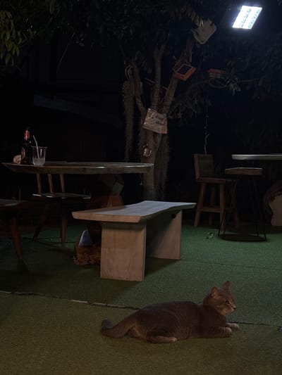 The image depicts an outdoor scene at night in Khlong Khian, Thailand. A cat with gray fur and a slender build stands on a green surface, looking upward. To the left, there's outdoor furniture including a table and chairs. In the distance, there's a light fixture attached to a tree with additional items hanging from the tree. The background is dark, showing trees and vegetation.