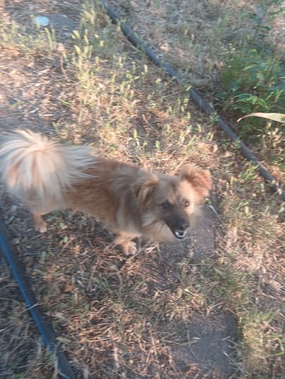 A medium-sized, tan-colored dog with a fluffy tail stands on dry, grassy ground in an outdoor area, possibly a yard. The dog is facing the camera with its mouth slightly open. Black hoses or cables are visible on the ground in the foreground and background. The lighting suggests it is daytime. The location is identified as Mishkovo-Pohorilove, Ukraine.