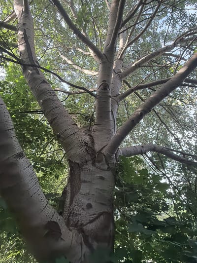 This is a low-angle, upward-facing shot of a large tree with textured, pale bark marked with dark spots and striations. The branches spread out widely, creating a canopy against a bright sky, suggesting it is daytime. Sunlight filters through the leaves, dappling the bark and branches with light and shadow. The scene is set outdoors, likely in a park or forest, given the abundance of trees and foliage. The foliage is lush and green, indicating a temperate season, possibly spring or summer. There are no people or specific objects visible, the focus is entirely on the natural structure of the tree. The image evokes a sense of looking up from the base of a venerable tree, conveying a feeling of natural grandeur. The location context provided is Garbsen, Germany, which aligns with a European outdoor setting. No text is visible in the image.