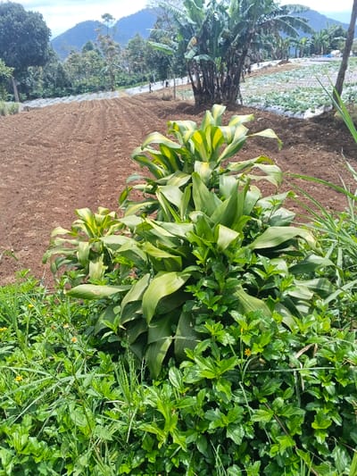 This image depicts an agricultural landscape within ឃុំ ផាត់សណ្ដាយ, Cambodia, under a partially cloudy sky. In the immediate foreground, dense green vegetation dominates, featuring broad-leafed plants, some exhibiting green and yellow variegation, surrounded by smaller green plants with scattered small yellow blossoms. The midground presents two distinct cultivated fields. To the left, a large section of reddish-brown soil is tilled into prominent linear rows, indicative of recent preparation for planting. To the right of the tilled field, another cultivated area contains lighter green, low-lying crops, potentially cabbages, with some rows covered by white protective sheeting. A prominent cluster of mature banana trees stands between these fields. In the background, two small, indistinct human figures are observed walking along a path or ridge separating the fields from a more densely treed area. Beyond these features, a series of green, forested hills or mountains rise, forming the distant horizon.