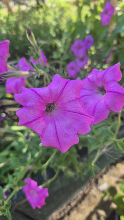 The media file is a close-up, vertical-oriented shot of several vibrant purple petunia flowers in bloom. The foreground is dominated by two large, open petunia blossoms, with the one on the right being the most in focus. Its five ruffled petals display a rich fuchsia hue, with delicate lines radiating from the dark, almost black center. The center of the flower is textured and appears to be where the petals meet. A second, slightly out-of-focus petunia is visible behind and to the left of the primary flower.

In the background, more petunia flowers and foliage are visible, rendered in softer focus. Some are deep purple, while others appear as lighter shades of pink or lavender. The greenery of the plants creates a lush, natural setting. To the right of the flowers, a rough, textured surface, possibly a wooden plank or weathered concrete, runs diagonally, adding a textural contrast to the soft petals. The lighting suggests it is daytime, with the sunlight highlighting the vibrant colors of the flowers and creating a gentle bokeh effect in the background. There is a sense of natural beauty and tranquility in the scene. The location context provided is Butovo, Bulgaria. No text is visible in the image.