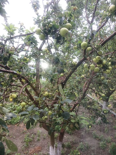 A low-angle, outdoor shot captures an apple tree laden with numerous green apples. The tree's branches are dense with foliage, and some apples are visible hanging amidst the leaves, with a bright sunbeam piercing through the canopy. The ground below the tree is covered with soil and scattered green plants. In the background, a light-colored building is partially visible, suggesting a residential area. The scene appears to be in Novaya Kosa, Russia, indicating a rural or semi-rural setting, likely a backyard or orchard.