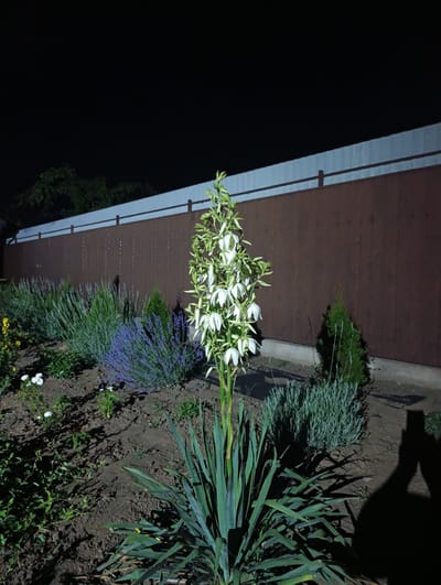 In the city of Korsuntsi, Ukraine, an outdoor, nighttime scene depicts a garden bed adjacent to a wooden fence. In the foreground, a Yucca plant with white, bell-shaped flowers on a tall stalk is prominently featured. To the left of the Yucca, a bed of lavender-colored flowers, likely lavender, is visible. Further to the left, smaller white flowers are sparsely scattered among green foliage. The garden bed itself is composed of dark soil, with shadows cast by the plants and an unseen light source. Behind the garden, a dark brown wooden fence stretches horizontally across the frame, topped by a lighter colored horizontal beam and vertical posts. In the background, beyond the fence, the tops of dark green trees are faintly visible against a black night sky. The overall impression is a well-maintained garden illuminated by artificial light.