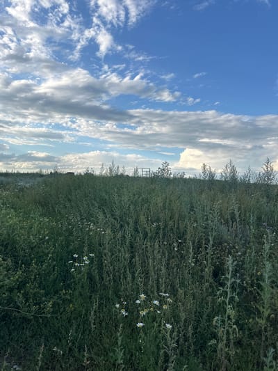 This is a landscape photograph taken in the city of Baygizh, Kazakhstan, under a dynamic sky filled with white and gray clouds. The foreground is dominated by a field of tall, green grass and wildflowers, primarily white daisies with yellow centers. The vegetation is dense and appears somewhat wild and unkempt. In the middle ground, a rustic metal fence or gate structure is visible, along with what appear to be the silhouettes of distant buildings or structures, possibly rural housing. The background consists of the expansive sky, with the clouds casting shadows on the land. The lighting suggests it is either early morning or late afternoon, with the sun diffused by the clouds. There are no people or animals visible in the frame. The overall impression is one of a rural, natural setting in Kazakhstan.