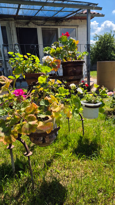 In the village of Tsiarenicki, Belarus, a sun-drenched outdoor scene is captured, featuring a collection of potted geraniums. The plants, with vibrant green leaves and a mix of pink, white, and red blossoms, are arranged in various weathered pots, some of which are supported by rustic metal stands. The background reveals a white-walled building with a blue plastic-covered awning extending overhead. Green grass covers the ground, and a large brown barrel is visible to the right of the frame. The image suggests a tranquil, domestic setting, likely a garden or yard.