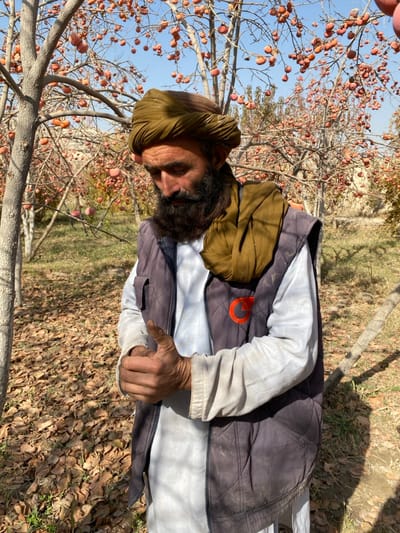 An outdoor, vertical medium shot depicts an adult male in an orchard in Bazar-e Panjva'i, Afghanistan. The subject, positioned centrally, wears an olive-green turban, a light-colored long-sleeved perahan, and a dark quilted vest featuring an orange circular logo on the right chest. A folded olive-green fabric rests over his left shoulder. He possesses a full, dark beard and mustache. His head is tilted downwards, and his eyes are directed towards his hands, which are clasped or interlocked in front of his waist, with his right hand appearing to grip or rest on his left thumb.

The background is dominated by deciduous trees with numerous bare branches heavily laden with ripe, orange-red, spherical fruits, consistent with persimmons. The ground beneath the trees is covered by a dense layer of dry, brown, fallen leaves, with intermittent patches of green ground cover visible. The sky above is clear and blue. The scene is illuminated by bright sunlight, casting visible shadows and suggesting a clear autumn or early winter day.