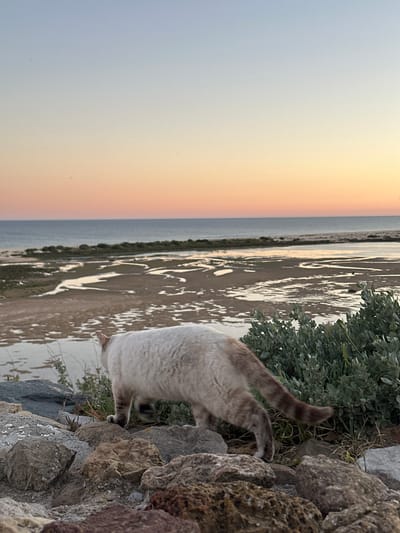 A cat is investigating a rocky area with vegetation, possibly on the coast. In the background, the setting sun creates an orange and pink gradient across the sky above a body of water and mudflats. The location appears to be near Vila Real de Santo António, Portugal, judging from the coastal environment.