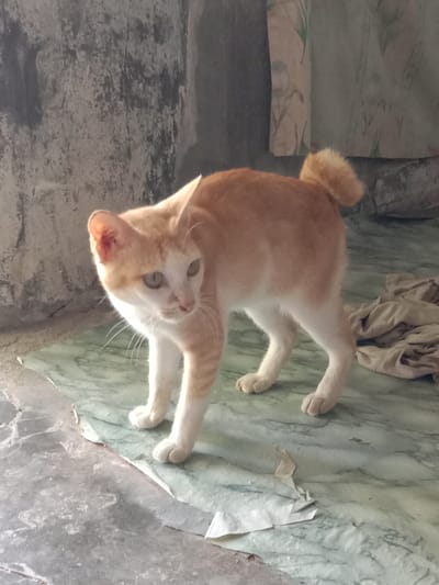 An orange and white cat stands on a peeling linoleum floor. The cat is in a room with walls that appear unfinished and possibly damp. There's a curtain in the background and a pile of crumpled cloth to the right of the cat. The location is inferred to be Blangkarieng, Indonesia.