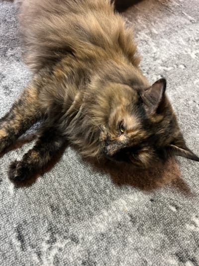 A tortoiseshell cat with long fur is lying on its side on a grey carpet with a faint white and black pattern. The cat's eyes are partially closed, and its head is turned to the right, looking downwards. The cat's fur is a mix of brown, black, and orange patches. Its paws are visible, with dark fur. The lighting suggests an indoor environment. The scene is static and shows the cat at rest. The location in the city of Pamyati 13 Bortsov, Russia, is not discernible from the image itself.