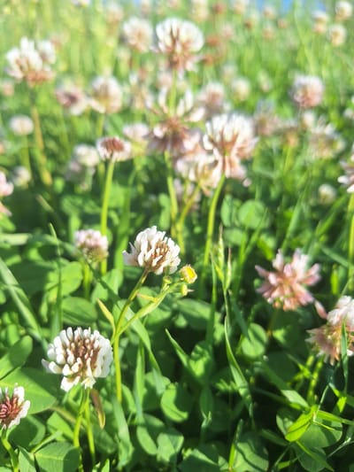 The image is a close-up, shallow depth-of-field shot of white clover flowers and green clover leaves. The focus is on a few of the white clover flower heads, which are composed of many small, white, petal-like structures with some reddish-brown centers. The flowers are surrounded by lush green foliage, including clover leaves and blades of grass. Sunlight illuminates the scene, creating bright highlights and casting shadows, suggesting it is daytime, likely sunny. Some of the clover flowers are in full bloom, while others appear to be in earlier stages of development, with a small yellow bud visible on one stem. The overall impression is one of a natural, outdoor setting, possibly a field or meadow, in Sviatopetrivske, Ukraine. There is no text visible in the image. The soft focus of some elements and the bright lighting contribute to a peaceful and idyllic atmosphere.