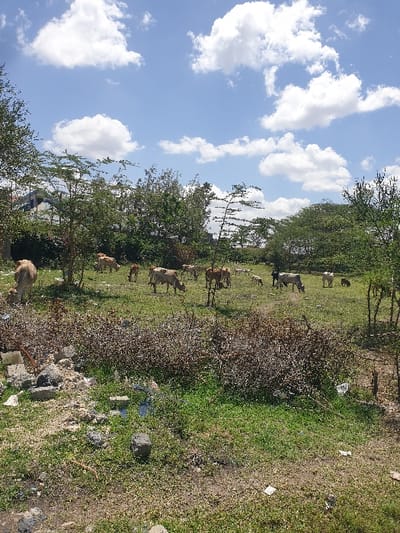 The scene depicts an outdoor environment, likely a communal grazing area, under a bright, partly cloudy sky in Mumbuni North ward, Kenya. In the foreground, the ground is a mix of sparse green grass and exposed dirt, littered with concrete fragments, small pieces of plastic, and dry plant debris. A prominent patch of dry, thorny shrubs occupies the center-left foreground.
The midground features approximately 15-20 domestic cattle, predominantly light brown or white, actively grazing on the green grass. They are spread across the field, with some individuals closer to the foreground and others further back. Several sparsely branched trees and saplings are scattered throughout this grazing area.
In the background, a denser line of trees with green foliage forms a natural boundary. Above the tree line on the left, a portion of a blue and white structure, possibly a building or bridge, is visible, indicating proximity to developed areas. The sky above is a clear blue, dotted with numerous fluffy white cumulus clouds. No human figures are present.