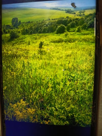 The image displays a vast, sunlit green landscape with rolling hills and a prominent blue sky. The foreground is filled with tall, lush green grass, interspersed with small yellow wildflowers. In the middle ground, a dense forest of trees creates a textured pattern against the lighter green of the hills. The background reveals further rolling hills and fields, fading into a hazy horizon. A small, dark butterfly is visible in the upper right quadrant of the image. The scene appears to be a natural, undeveloped area. There is no discernible indication of the city of Svoboda, Russia, or any specific urban elements within the provided image.