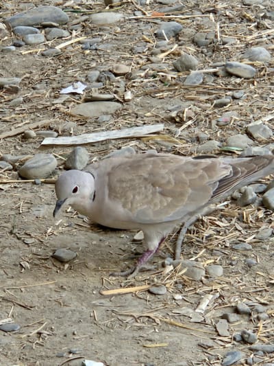 A Eurasian collared dove with light brown plumage and a dark ring around its neck is foraging on a dirt path. The dove has a red eye and a dark beak. Its legs are pink. The ground is covered with small stones, dried grass, and twigs. The background shows more of the same environment. The image was taken in Chorbag, Tajikistan.