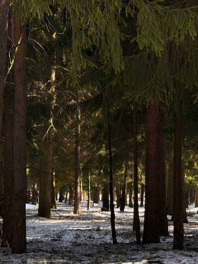The image depicts a dense coniferous forest in Zelenogradskiy, Russia, under partial sunlight. Numerous tall, slender tree trunks, primarily brown and reddish-brown, extend vertically, some partially obscured by foreground branches. The upper portion of the frame is dominated by dark green coniferous foliage, with some sunlit needles visible. The forest floor is covered by an irregular layer of white snow interspersed with dark patches of exposed earth and fallen organic debris, creating a high-contrast pattern of light and shadow. Direct sunlight penetrates the canopy in scattered areas, illuminating sections of the snow-covered ground and highlighting distant tree trunks. No individuals, animals, or artificial objects are present in the scene.