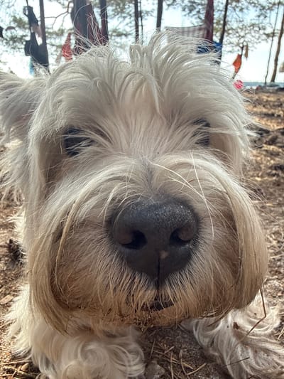 The image is a close-up, low-angle shot of a white terrier-type dog's face. The dog's fur is shaggy and appears somewhat dirty, with debris caught in its whiskers and around its muzzle. Its nose is dark and textured. The background is blurred but suggests an outdoor environment with trees, sand, and possibly some tents or tarps, indicating a campsite or natural area. There are hints of red and orange fabric in the background, possibly flags or decorations. The lighting suggests it is daytime, likely sunny given the shadows. The exact location in Мядзельскі сельскі Савет, Belarus, is not discernible from the image itself. There are no people clearly visible in the image. The dog is the sole focus, and its expression is direct and slightly curious due to the close framing.