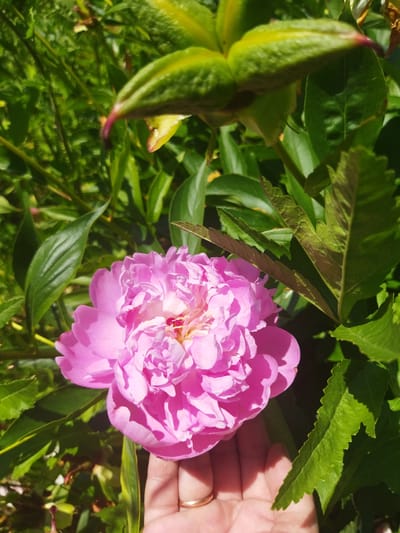 A bright pink peony flower is held in a person's hand, nestled amongst lush green foliage. The peony is full and layered, with delicate petals unfurling to reveal hints of yellow and red at its center. The hand supporting the flower is partially visible from the palm and fingers, adorned with a ring on the ring finger.
The scene is outdoors, bathed in bright sunlight, suggesting a clear day. The leaves of the peony plant are varied in shape and texture, some smooth and broad, others more serrated and tinged with brown at the edges, hinting at the plant's growth cycle. In the background, more foliage and some unfurled green buds of the peony are visible, also catching the sunlight. The overall impression is one of natural beauty and a moment of appreciation for the bloom.
The location context is Кіраўскі сельскі Савет, Belarus. No text is visible in the image.