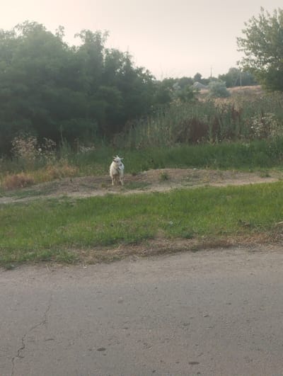 A light-colored goat stands on a grassy embankment, facing the camera. The goat has small horns and a bell around its neck. Behind the goat, a dense, dark green line of trees creates a backdrop. The terrain slopes downwards from the trees to the goat, with patches of dry grass and soil interspersed with green grass. In the foreground, a paved road with cracks is visible. The sky above is a pale, hazy color, suggesting it might be early morning or late afternoon. The overall scene appears to be rural, possibly in the countryside or on the outskirts of a village. There is no visible text in the image.