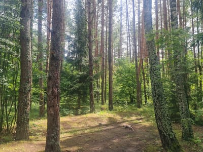 This is a medium-shot, eye-level, natural-light photograph of a forest in Stanuliškės, Lithuania. The scene is dominated by tall, slender pine trees with rough bark, some covered in patches of light green lichen. The forest floor is composed of dirt and leaf litter, with dappled sunlight filtering through the dense canopy of green leaves and pine needles. In the foreground, several large tree trunks are prominent, with a path winding through them. A small, circular arrangement of stones, possibly a campfire pit, is visible on the ground to the left of the frame. The overall impression is one of a tranquil and somewhat secluded natural environment. The time of day appears to be daytime, with bright sunlight suggesting a clear or partly cloudy sky. There is no visible text in the image.