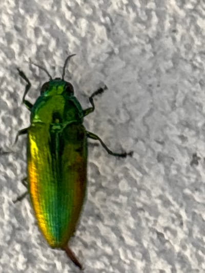 A close-up, slightly blurry, shot shows a metallic green beetle on a textured gray surface. The beetle has six legs, visible antennae, and iridescent wing casings that transition from green to yellow and orange towards the rear. The surface it rests on appears to be a rough, possibly stucco or concrete wall, with a light gray coloration. The lighting suggests it's daytime, casting subtle shadows. No people, text, or specific identifiable landmarks are present in the image. The focus is solely on the insect.