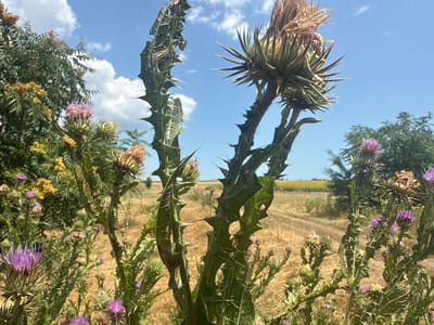 A close-up, low-angle outdoor shot captures several thorny thistle plants in the foreground against a bright blue sky with scattered white clouds. The thistles have spiky green leaves and some have purple flower buds or dried seed heads. In the middle ground, a dry, grassy field stretches back, with a dirt path winding through it. A line of trees is visible in the far distance. The scene is located in Granichar, Bulgaria, suggesting a rural or natural environment.