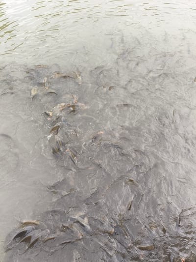 The image shows a school of fish swimming in murky water, viewed from above. The fish are dark in color and appear to be of various sizes, with many of them schooling together closely. Ripples on the water's surface obscure some of the fish and create a textured pattern across the scene. The overall impression is one of abundance and activity beneath the water. There are no humans, objects, visible text, or specific time of day or weather cues evident in the image. The location context provided suggests this scene might be from Komsomolskoe, Kyrgyzstan, potentially a lake or river.