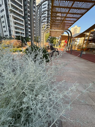 The image captures a sunlit scene in Givat Shmuel, Israel, likely during the late afternoon given the warm lighting and long shadows. The perspective is a tilted, low-angle shot focusing on a dense, silvery-green shrub in the foreground, its delicate leaves and branches filling the right half of the frame. Behind the shrub, a paved walkway with square tiles stretches into the distance.

To the left of the walkway, a curved, modern metal railing system with intricate perforated panels in a golden hue is visible. Beyond this railing, a multi-story building with a patterned facade is partially obscured by the foreground foliage. Further back, hints of a playground structure with red and yellow elements can be seen, suggesting the area might be a public space or residential courtyard.

In the background, towering apartment buildings with numerous windows stand under a clear, pale blue sky. The architecture of these buildings appears contemporary. The overall impression is one of an urban or suburban environment bathed in natural light, with a mix of residential structures and communal amenities. No people are actively depicted, but the presence of a bench hints at a place for rest and gathering. The time of day is suggested by the warm light casting subtle shadows and illuminating the scene.