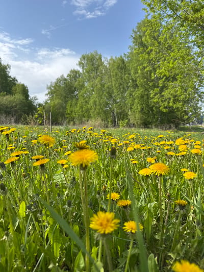 A field of dandelions stretches towards a line of trees in Krasnoobsk, Russia. The sky is blue with scattered clouds.