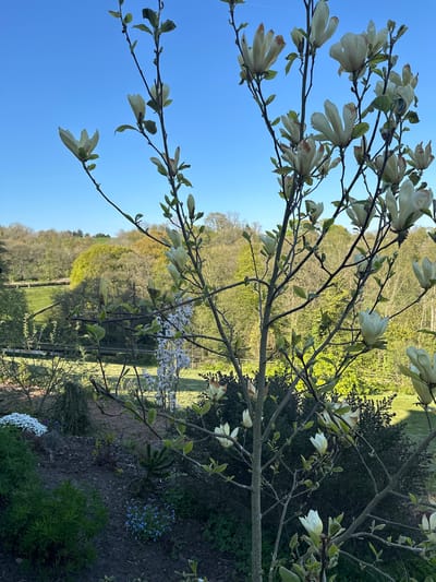 The image shows a blossoming tree with white flowers in a garden in Staffordshire Moorlands, United Kingdom. A clear blue sky is visible through the branches. Beyond the garden is a landscape of green fields and wooded areas. A fence runs along the edge of the field. Some other plants are also visible.