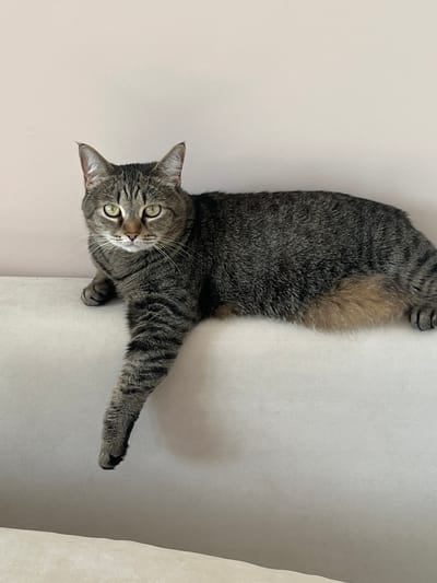 A tabby cat rests on a light-colored surface, possibly a couch or bed. The cat's coat is primarily gray with darker stripes. Its head is turned towards the camera with wide, green eyes. One paw is extended, and the other is tucked underneath its body. The background consists of a plain, light-colored wall and part of the surface it's lying on.