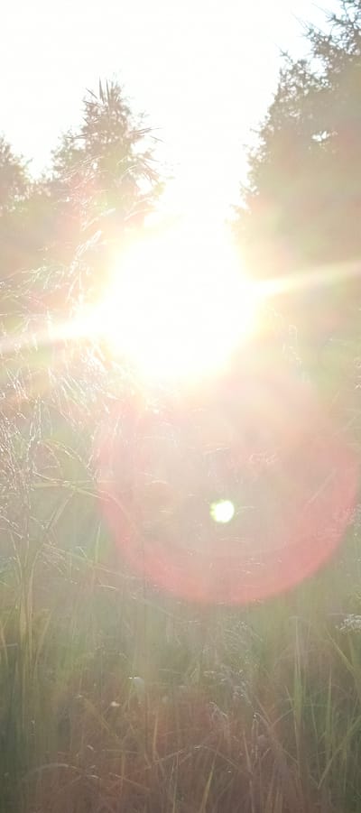This is a vertically oriented, natural light photograph taken in Merchalovo, Russia. The image depicts a sunlit field of tall grass and vegetation, with trees visible in the upper portion of the frame. The sun is the dominant light source, creating a bright, hazy glow that washes out much of the detail. Lens flare, appearing as circular and linear streaks of light, is prominent throughout the image, particularly in the center and upper right. The grass is green and brown, with some lighter-colored vegetation interspersed. There are no people or animals visible in the scene. The overall impression is one of a bright, sunny day in a rural or semi-rural outdoor setting.