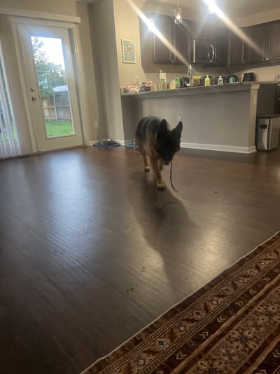 A German Shepherd dog is walking across a polished wooden floor in a residential interior. The dog is carrying a dark-colored object, possibly a toy or leash, in its mouth. The room appears to be a living area adjacent to a kitchen. In the background, a glass door leads to an outdoor space with a wooden fence and green grass. The kitchen area features dark cabinets, a countertop with various items, and pendant lighting. A trash can is visible near the kitchen counter. The floor is reflective, showing the overhead lighting. The image appears to be taken in Jacksonville, Florida, USA.