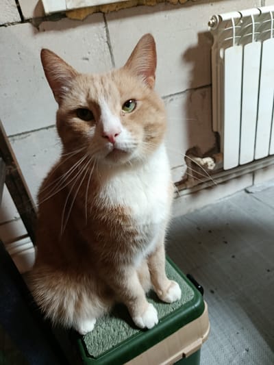 The media file features a medium shot of an orange and white cat sitting on a green and beige plastic container. The cat is looking directly at the camera with a slightly quizzical expression. Its fur is short to medium length, with distinct orange tabby markings on its head and back, and white fur on its chest, paws, and face. The cat has green eyes and prominent white whiskers.
The setting appears to be indoors, possibly a basement or utility room, given the rough brick wall in the background and a white radiator on the right side of the frame. The lighting is artificial, casting subtle shadows. The floor is a light gray, textured surface. A hint of a wooden object, possibly a ladder, is visible on the left side of the image.
The overall mood is calm and observational, capturing a moment of the cat's stillness. There is no discernible activity taking place other than the cat's pose. The image is not time-sensitive in terms of a specific event, and weather or time of day are not indicated. There is no visible text in the media file. The location context provided is Novozybkov, Russia.