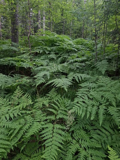 The image depicts a dense forest floor covered with lush green ferns. Tall trees, some with mottled bark, rise in the background, creating a canopy of green leaves. The ground is obscured by the thick fern undergrowth, with only hints of soil visible in the darker areas. The scene is serene and natural, evoking a sense of a wild, untamed environment. The location in the city of Mikkeli, Finland, suggests a boreal forest setting, characterized by its coniferous trees and understory vegetation like ferns. There are no people or animals visible in the image.