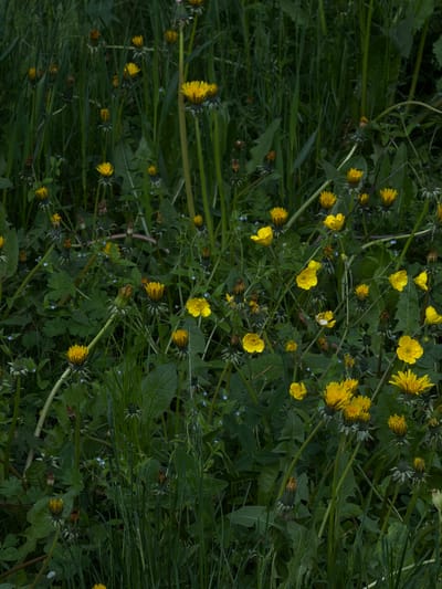 The image depicts a dense patch of wildflowers and grass in Lermontovo, Armenia. Predominantly, yellow dandelions and buttercups are scattered amidst green foliage. Some dandelions are in bloom, while others appear closed or past their prime. Thin blades of grass intertwine with broader leaves of other plants. The scene is viewed from above, giving a comprehensive overview of the ground cover. There are no people visible.