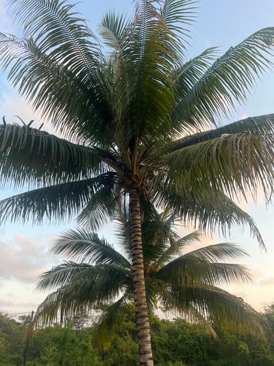 The image depicts a palm tree viewed from below. The trunk of the tree extends vertically through the center of the frame. Palm fronds radiate outwards, filling the space with their green, textured shapes against a sky transitioning from pale blue to light yellow. In the upper right corner, denser greenery suggests other trees. The photo was taken outdoors in the city of Punta Gorda Town, Belize.