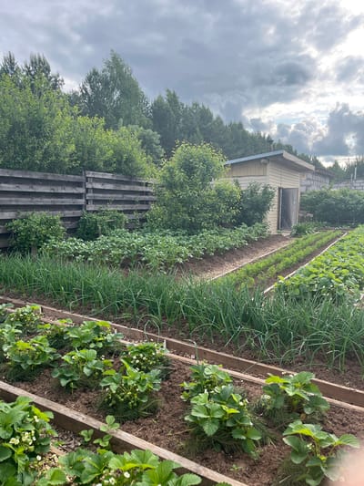 This media file captures an outdoor scene of a vibrant vegetable garden in Shud'ya, Russia, under an overcast sky. The image is oriented vertically (originally rotated 90 degrees clockwise).
The scene is dominated by several raised garden beds made of wooden planks, running horizontally across the frame. In the foreground and mid-ground, these beds contain various crops. On the right side, lush green strawberry plants with small white flowers are visible. To their left, long, thin green shoots, likely green onions or chives, grow in neat rows. Further back, centrally located, are orderly rows of smaller green plants, consistent with young carrots or similar leafy vegetables. Other leafy green bushes and plants are scattered throughout the beds on the left side of the garden.
In the mid-ground, behind the garden beds, stands a small, light-colored wooden shed or outbuilding with a corrugated metal roof and a small window. To the left of the shed, a rustic wooden fence or structure, possibly a trellis or part of a larger enclosure, is partially visible. The entire garden area is framed by a dense background of various green trees, both deciduous and coniferous, suggesting a rural or semi-rural setting. In the distance behind the shed, a structure made of cinder blocks can be seen, possibly an unfinished building.
The sky is filled with large, grey, cumulus clouds, indicating an overcast or partly cloudy day, though there are hints of brighter light breaking through, suggesting it is daytime. No people are visible, and no specific activity is taking place; the scene depicts a well-tended, flourishing garden. There is no visible text in the image.