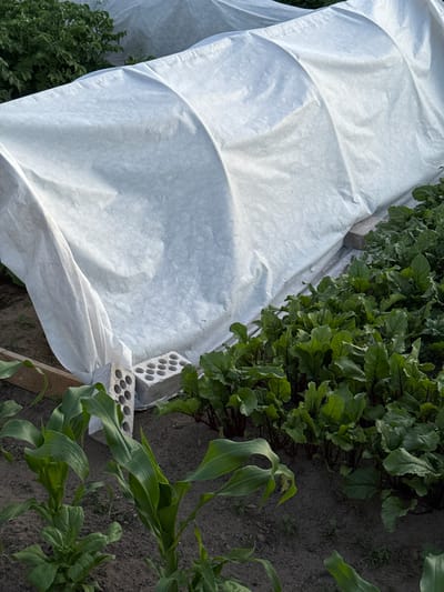 A garden bed is covered by a white fabric tunnel, likely for protection. To the right of the tunnel, a row of beet plants with vibrant green leaves and dark red stems is visible. In the foreground, young corn stalks with broad, green leaves are growing. The ground is dark soil. Two cinder blocks are placed under the edge of the white fabric, one to the left and one to the right. In the background, behind the tunnel, there are green bushes or plants, possibly potatoes. The scene suggests an agricultural setting, potentially a home garden in Ivatsevichy, Belarus.