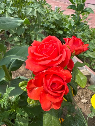 A close-up, natural-light photograph captures three vibrant red roses with water droplets on their petals. Two fully bloomed roses are positioned in the foreground, one slightly above and to the left of the other. A third, smaller rosebud is visible in the upper right quadrant of the image. The roses are surrounded by lush green foliage, with broad leaves and thinner, feathery greenery. The background is softly blurred, revealing more green plants and hints of a reddish-brown structure, possibly a garden bed border or pathway. The scene is consistent with a garden setting in an urban or suburban environment. The image does not contain any individuals or discernible human activity. This scene could be located in the city of Қосшы, Kazakhstan, where gardens and floral displays are common.
