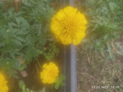 The image depicts a close-up view of marigold flowers in an outdoor setting. Two distinct yellow marigold blooms are visible, one larger and in the foreground, and a smaller one slightly to the lower left. The flowers are surrounded by green foliage, and a dark, ribbed planter edge runs vertically on the right side of the image. The background consists of more green plants and some dried grass or soil. A date and time stamp, "03.07.2026 18:15", is present in the lower right corner. The image was taken in the city of Төле би, Kazakhstan.