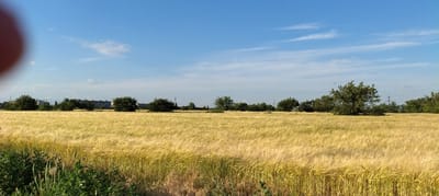 A wide, horizontal shot depicts a golden field of ripening grain under a bright blue sky with wispy white clouds. The grain, likely wheat or barley, sways gently in the breeze, creating a textured, shimmering expanse. In the mid-ground, a line of lush green trees separates the field from a distant urban backdrop. These trees are interspersed with buildings, some appearing to be apartment blocks, with a few tall structures that might be industrial or utility towers. The scene is bathed in the warm light of a sunny day, likely late afternoon or early evening, given the golden hue of the grain and the gentle sunlight. The presence of a large, blurred reddish-brown object in the upper left corner suggests the photographer's thumb or hand is partially obstructing the lens. The overall atmosphere is tranquil and bucolic, a pastoral landscape with hints of civilization on the horizon. The location is identified as Sokolivske, Ukraine. No visible text is present in the image.
