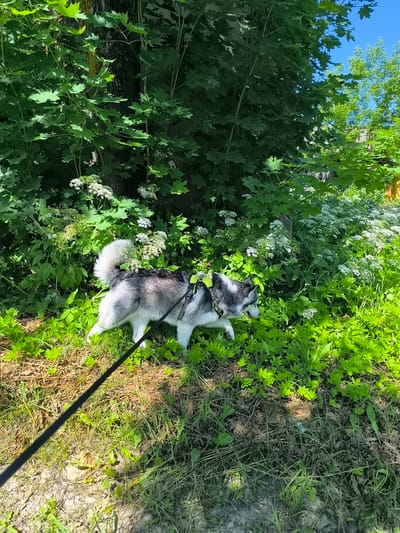 A medium shot captures a black and white Siberian Husky dog on a leash, walking through lush green grass and foliage on a sunny day. The dog, facing left, is wearing a harness. Its tail is curled over its back. Behind the dog, dense green trees and bushes create a natural backdrop, with some white flowers interspersed amongst the greenery. Sunlight filters through the leaves, casting dappled shadows on the ground. The scene appears to be outdoors in a natural setting, likely a park or a wooded area, given the abundance of trees and undergrowth. The bright sunlight suggests it is daytime, likely late morning or afternoon. The overall mood is peaceful and idyllic, with the dog enjoying its walk in nature. There is no visible text in the image.