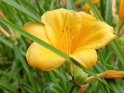 A bright yellow daylily, with six petals, is the central subject of this close-up, outdoor photograph. The flower is in full bloom, showcasing its stamens and pistil, with a tiny dark insect visible on one of the stamens. Several long, green leaves of the plant are also visible, with two of them crossing over the foreground of the flower. In the background, more green foliage and a few other daylily buds and flowers are softly blurred. The lighting suggests it might be daytime, possibly late morning or early afternoon, with the sun illuminating the vibrant yellow of the petals. The setting appears to be a garden or a natural area where daylilies are growing. There is no visible text in the image. The focus is entirely on the natural beauty of the flower.