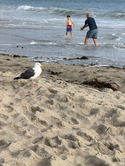A seagull stands on a sandy beach in Laguna Beach, California, facing right with its beak slightly open. The sand is textured with patterns from the tide. In the background, two figures, a man and a boy, are in the ocean. The man, facing away from the camera, wears a dark blue t-shirt and grey shorts, his arms extended as if to catch something. The boy, wearing red and blue swim trunks, stands further out in the water, facing the man. Waves crash and recede around them. The sky above is overcast.