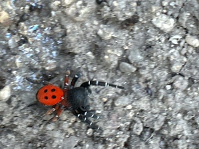This media file is a close-up, slightly blurry photograph of a spider on a rough, gray, gravelly surface, likely outdoors. The spider is the primary subject and has a distinctive appearance. Its cephalothorax (head and chest area) is black and appears somewhat hairy. Its abdomen is bright orange-red and decorated with four black spots arranged in a 2x2 pattern, strongly resembling the markings of a ladybug. The spider's legs are reddish-orange and also appear to have black bands or markings, particularly on the tips of its front legs. A striped pattern is visible on its abdomen towards the tip. The background is composed of small, irregularly shaped gray stones and pebbles, suggesting a natural or unpaved ground surface. The lighting suggests it is daytime, and there are no obvious indicators of specific weather conditions or a particular time of day beyond daylight. There is no visible text in the image. The location context provided is Choba, Bulgaria. The scene is static, focusing on the spider as it rests on the textured ground.