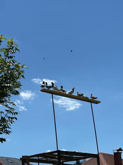 This is a vertical, eye-level shot looking up at a clear blue sky with scattered white clouds. In the foreground, on the left, a portion of a leafy green tree is visible. The main subject is a horizontal wooden plank, painted yellow, elevated on two thin black poles, with a group of seven pigeons perched along its length. The pigeons are facing in various directions. Two additional pigeons are seen in flight against the sky, one higher and further to the right than the other, which is near the top left of the frame. In the lower portion of the image, parts of rooftops are visible, including a reddish-brown tiled roof with a chimney and a dark-colored roof with a skylight, suggesting an urban or suburban setting. The overall scene depicts a peaceful moment with birds in flight and resting, set against a bright, sunny sky. It is not possible to definitively confirm the location as Kolašin, Montenegro based solely on the visual information provided in the image.